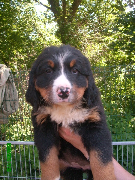 Fidji Du Jardin D'Unak