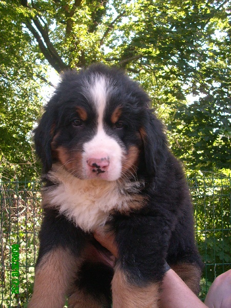 Faraon Du Jardin D'Unak