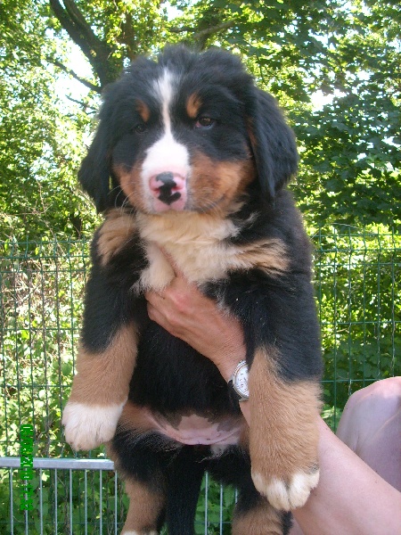 Flore Du Jardin D'Unak