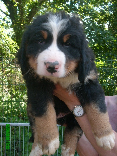 Flocon Du Jardin D'Unak