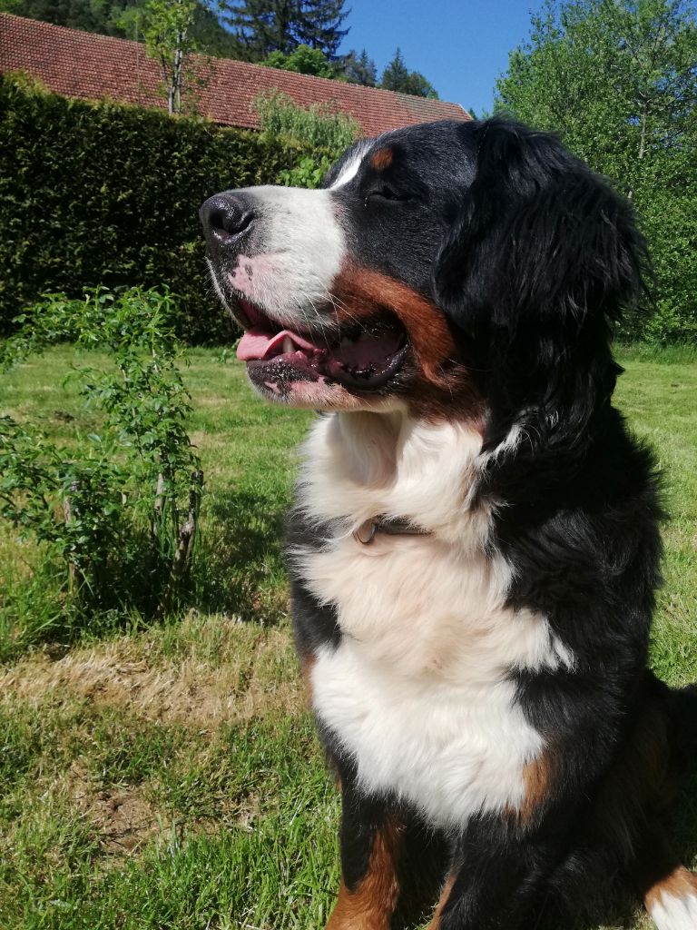 Ulka Du Cercle Des Cerbères