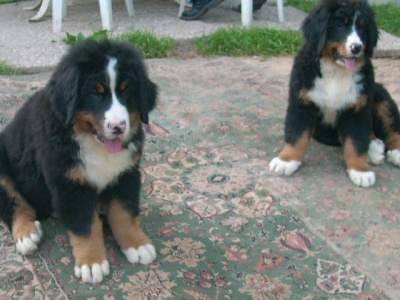 Du Jardin D'Unak - Faraon et Fidji