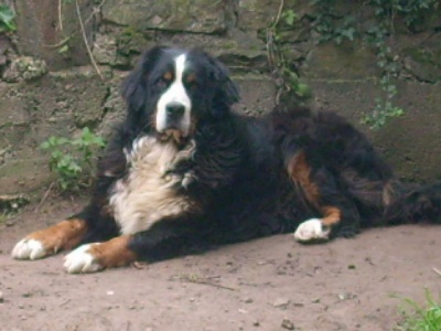 Du Jardin D'Unak - Apache