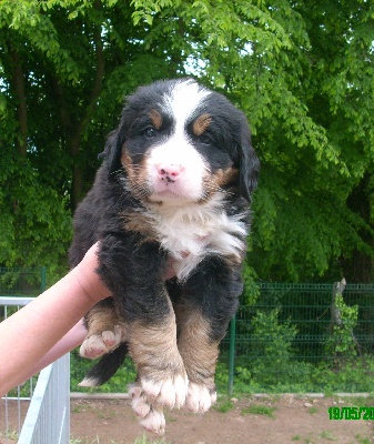 Du Jardin D'Unak - Faraon