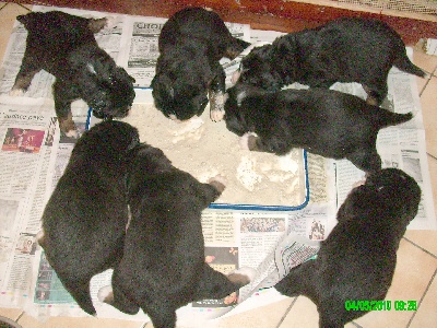 Du Jardin D'Unak - La 1ere bouillie