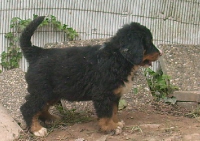 Du Jardin D'Unak - Funny