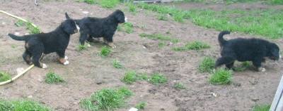 Du Jardin D'Unak - Les trois mousquetaires