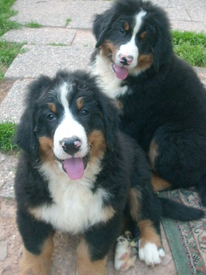 Du Jardin D'Unak - Flocon et Faraon