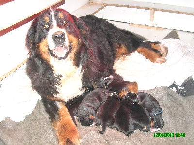 Du Jardin D'Unak - Alizee et les bebes