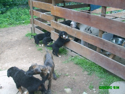 Du Jardin D'Unak - Un petit coucou aux dogues