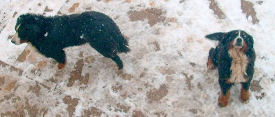 Du Jardin D'Unak - Alizee et Apache