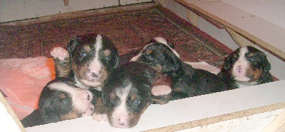 Du Jardin D'Unak - Les bebes a 24 jours