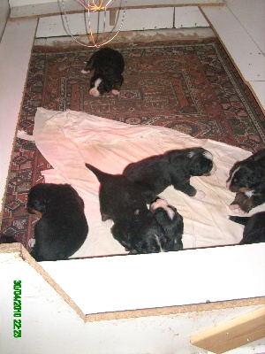 Du Jardin D'Unak - Les bebes a 24 jours