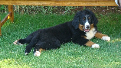 Du Jardin D'Unak - Felpa