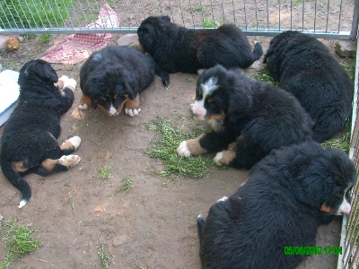 Du Jardin D'Unak - Les bebes