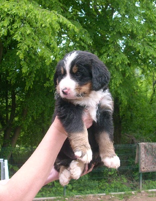 Du Jardin D'Unak - Flocon