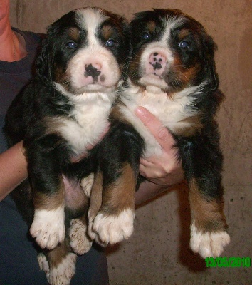 Du Jardin D'Unak - Deux soeurs