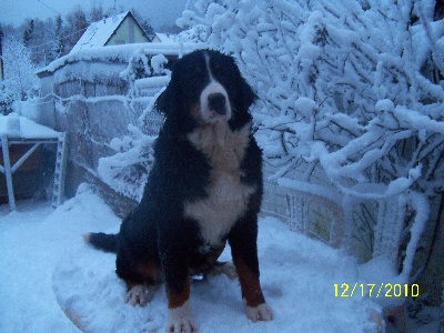 Du Jardin D'Unak - Fiona